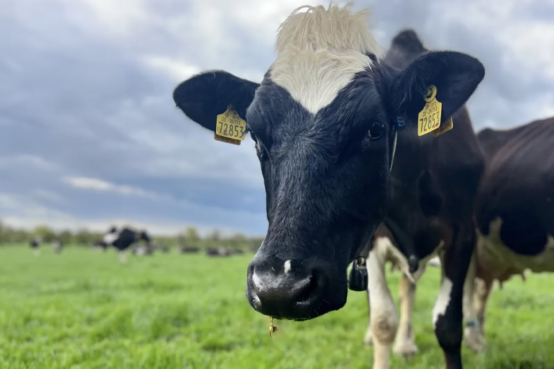 Barry Callebaut launches first low carbon dairy partnership with Arla Foods
