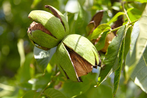 Daily walnuts may improve mood, study suggests