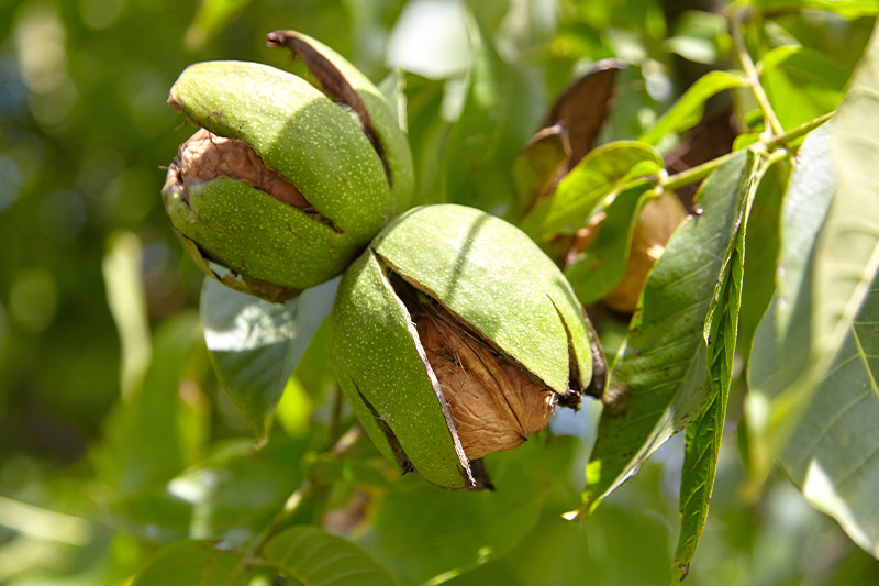 Daily walnuts may improve mood, study suggests