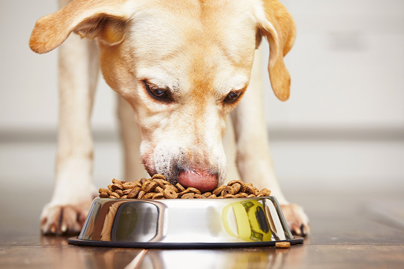 Pet food ingredients market worth $57.68 billion by 2031